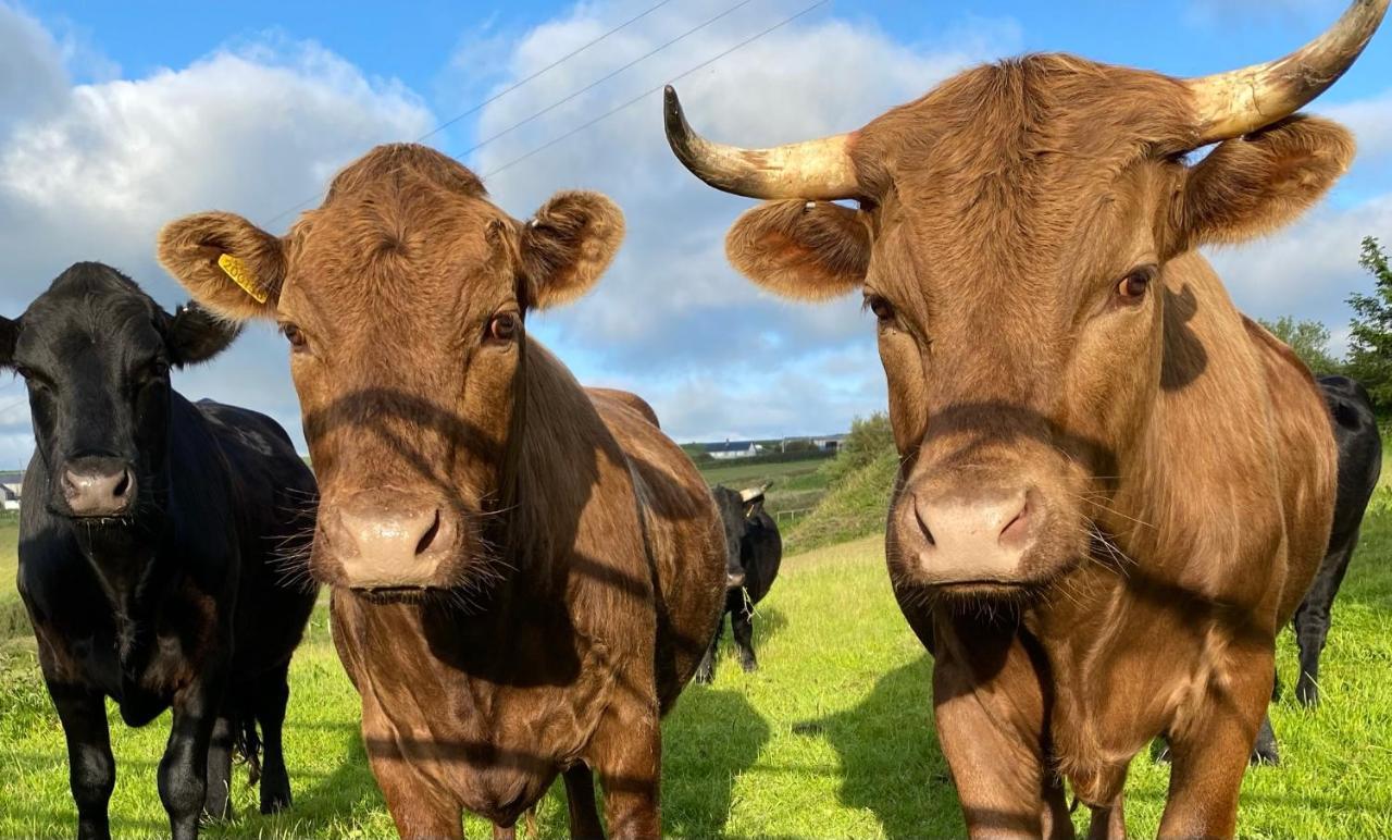 Polrunny Farm Seaberry With A Sea View And Log Burner * Boscastle